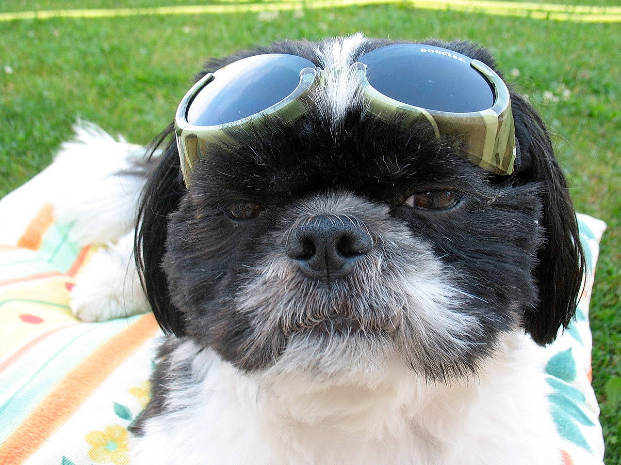 Donut participe au concours pour gagner de l'argent avec cette photo : affenpinscher, canidae, carnivore, chinese_imperial_dog, companion_dog, dog, dog_breed, glasses, mal_shi, mammal, non_sporting_group, pekapoo, puppy, rare_breed_dog, shih_poo, shih_tzu, snout, sporting_group, toy_dog, vertebrate