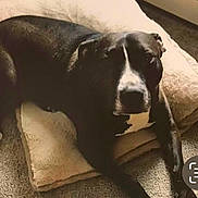 Jake joined the competition — help win amazing prizes! dog, black_and_white, lying_down, cushion, carpet, indoor, pet, animal, relaxed, resting, home, floor, canine, comfort, domestic, fur, mammal, snout, paw, bed
