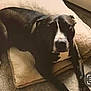 dog, black_and_white, lying_down, cushion, carpet, indoor, pet, animal, relaxed, resting, home, floor, canine, comfort, domestic, fur, mammal, snout, paw, bed
