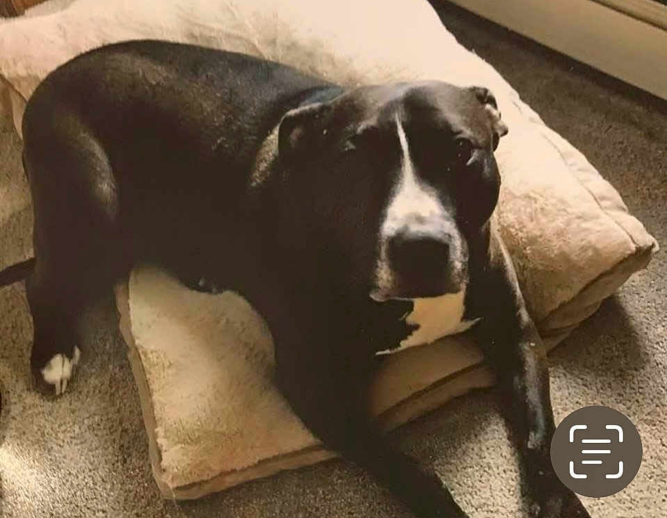 Jake joined the competition — help win amazing prizes! dog, black_and_white, lying_down, cushion, carpet, indoor, pet, animal, relaxed, resting, home, floor, canine, comfort, domestic, fur, mammal, snout, paw, bed