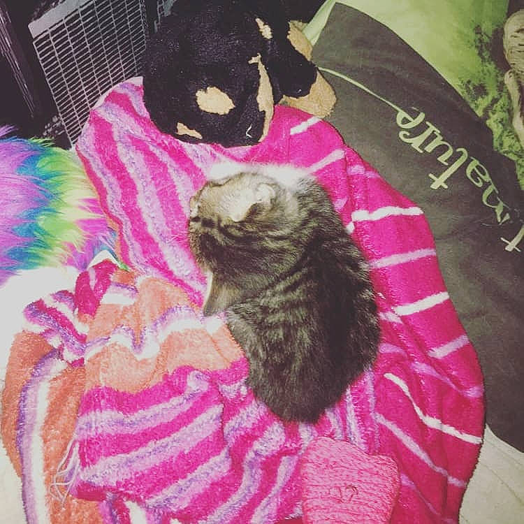 Loula participe au concours pour gagner de l'argent avec cette photo : art, carnivore, cat, felidae, fur, kitten, pink, small_to_medium_sized_cats, t_shirt, tail, textile, top, whiskers