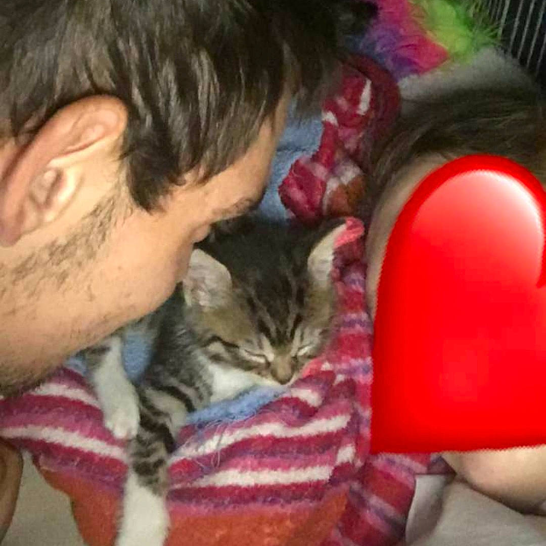 Loula participe au concours pour gagner de l'argent avec cette photo : american_shorthair, asian, carnivore, cat, domestic_short_haired_cat, ear, european_shorthair, felidae, kitten, nap, nose, small_to_medium_sized_cats, tabby_cat, whiskers