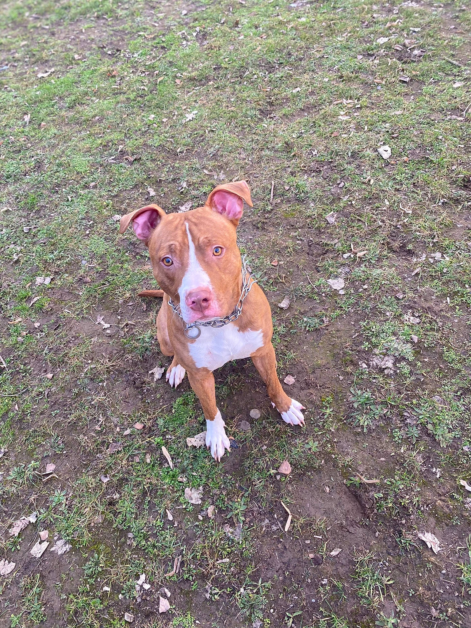 Tyke a rejoint le concours — aidez-le/la à gagner de superbes lots ! canidae, carnivore, companion_dog, dog, dog_breed, fawn, grass, grassland, groundcover, liver, non_sporting_group, pasture, plant, snout, soil, sporting_group, tail, terrestrial_animal, working_animal, working_dog