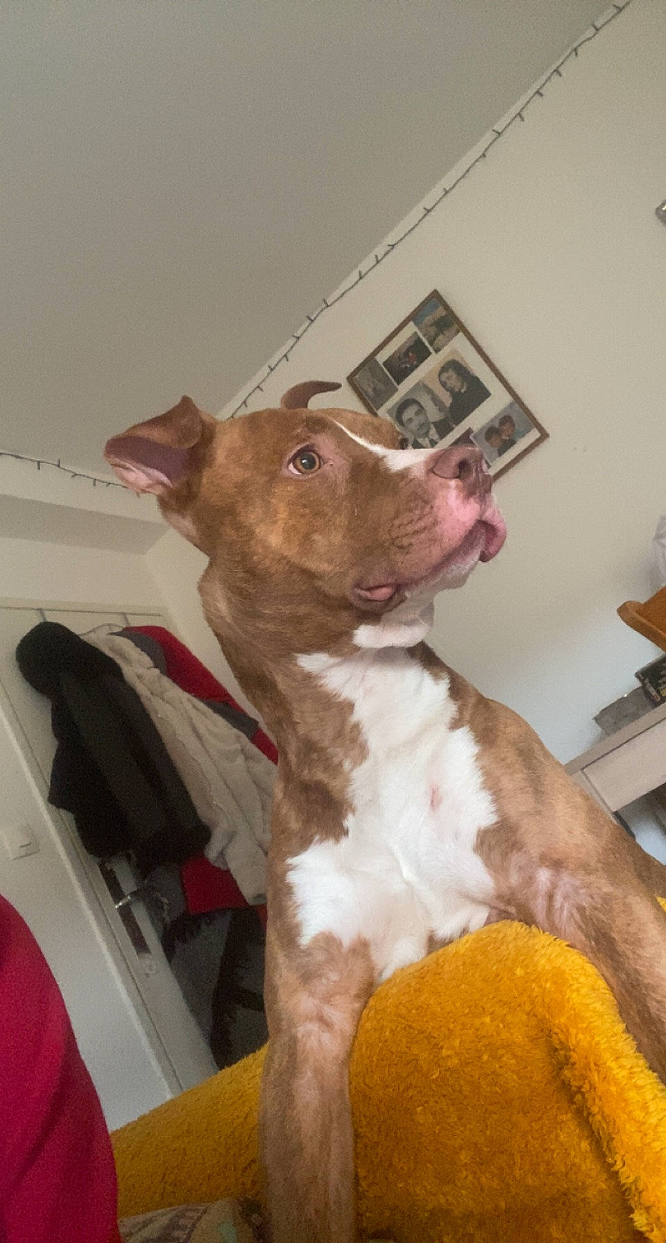 Tyke participe au concours pour gagner de l'argent avec cette photo : art, canidae, carnivore, collar, companion_dog, dog, dog_breed, ear, fawn, felidae, fur, liver, picture_frame, room, snout, sporting_group, tail, toy_dog, whiskers, working_animal