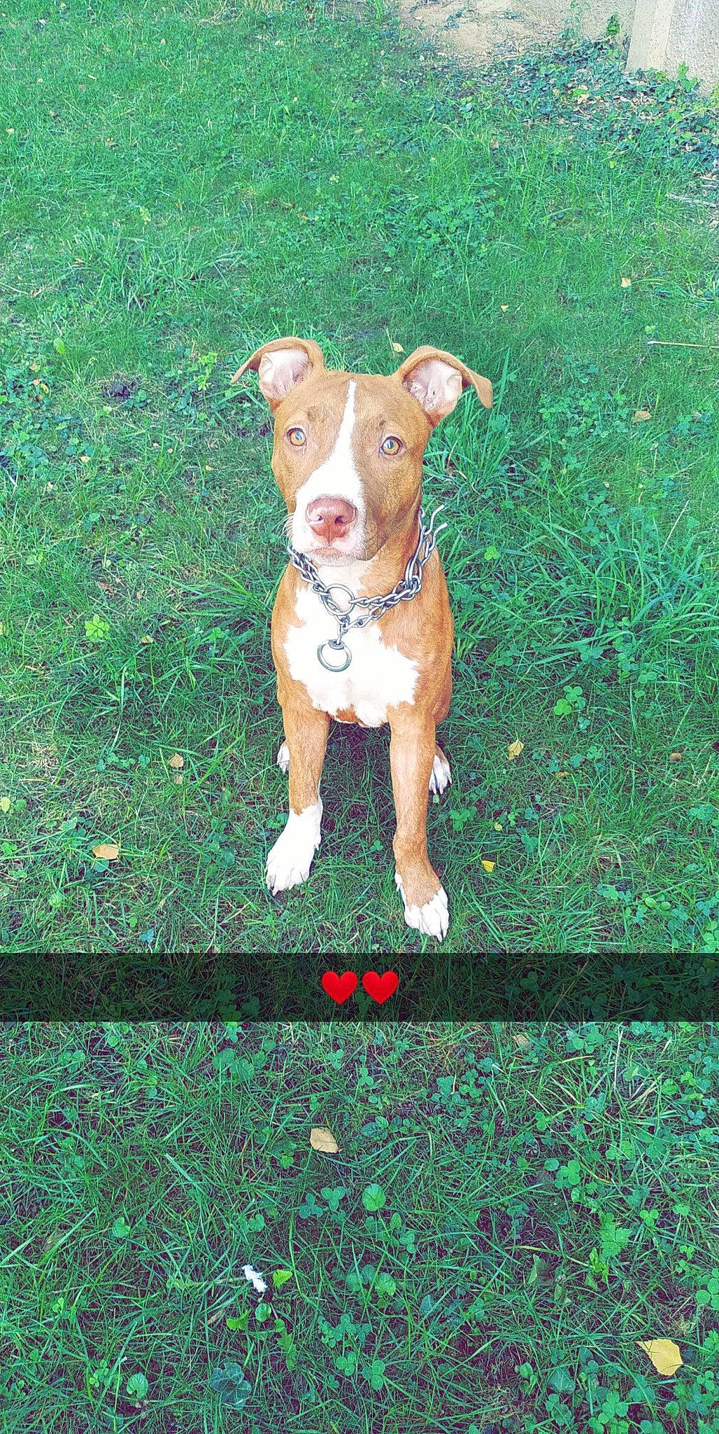 Tyke a rejoint le concours — aidez-le/la à gagner de superbes lots ! art, canidae, carnivore, companion_dog, dog, dog_breed, fawn, grass, groundcover, liver, non_sporting_group, painting, people_in_nature, plant, rectangle, sporting_group, symbol, tail, terrestrial_animal, working_animal