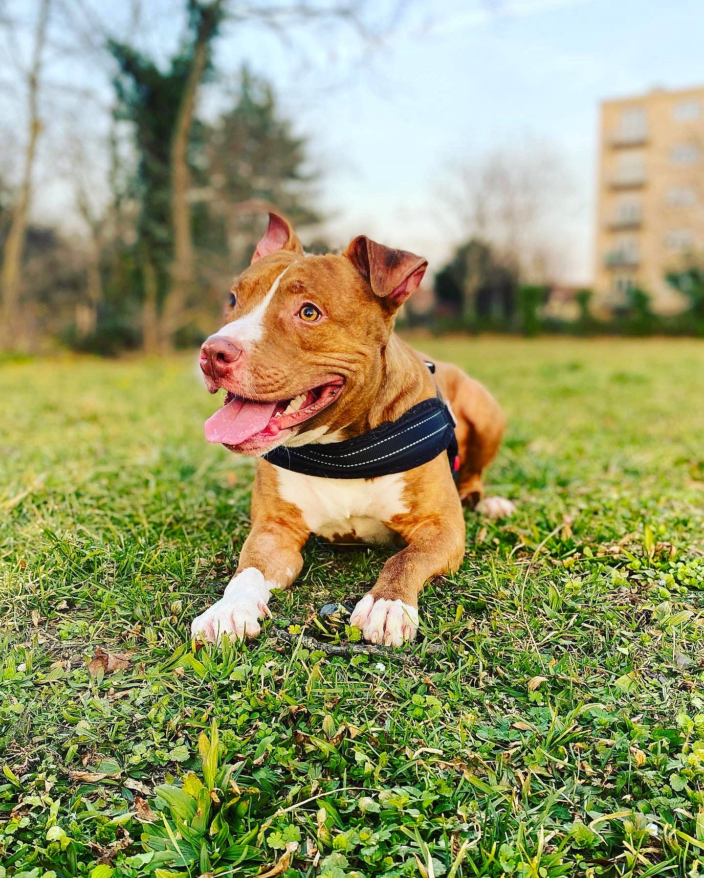 Tyke participe au concours pour gagner de l'argent avec cette photo : building, canidae, carnivore, companion_dog, dog, dog_breed, fawn, grass, grassland, happy, lawn, people_in_nature, plant, retriever, sky, snout, sporting_group, tail, terrestrial_animal, tree