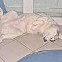 dog, husky, lying_down, floor, tile_floor, indoor, window, relaxed, pet, canine, fur, sleeping, paw, curled_paws, white_fur, gray_fur, domestic_animal, companion_animal, resting, cozy