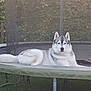 dog, husky, trampoline, outdoor, greenery, pet, animal, resting, fence, grass, summer, nature, fur, canine, relaxed, yard, mesh, leisure, quiet, daylight
