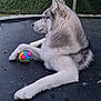 dog, husky, trampoline, ball, outdoor, pet, animal, paw, fur, gray, white, greenery, tree, leaves, backyard, relaxed, toy, nature, playful, side_profile