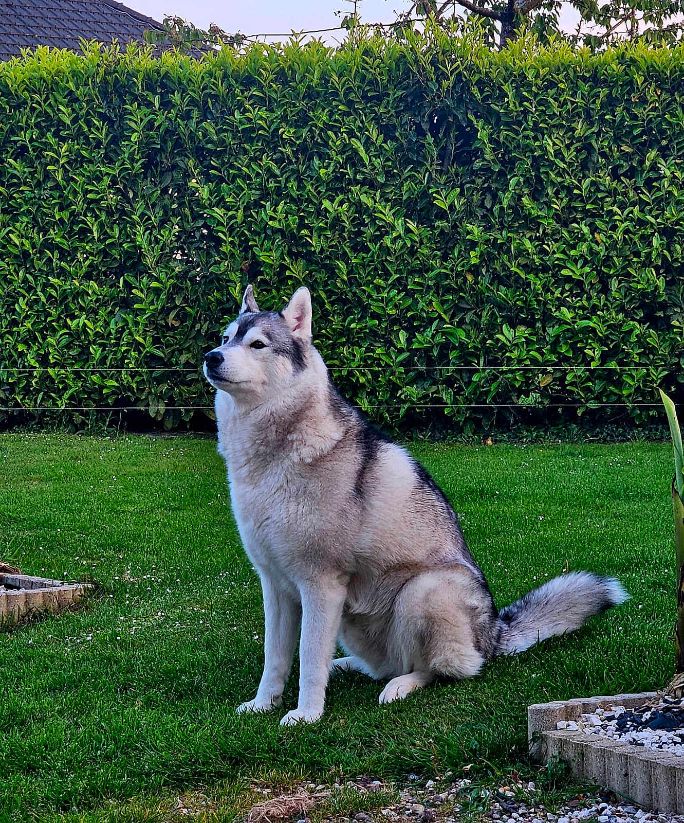 Silko