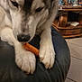 dog, husky, paws, treat, black_leather, table, lego, indoor, floor, wooden_furniture, pet, animal, closeup, mammal, household, tile_floor, snack, canine, fur, domestic