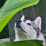 dog, husky, leaf, green, outdoor, nature, pet, animal, fur, snout, ears, mesh_fence, curious, closeup, portrait, canine, background, plant, daylight, looking_up