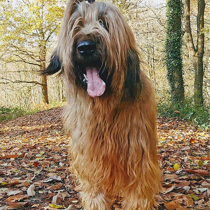 Oups a rejoint le concours — aidez-le/la à gagner de superbes lots ! animal, autumn, canine, daylight, dog, forest, fur, happy, leaves, nature, outdoor, path, pet, playful, seasonal, shaggy_coat, tongue_out, trees, walking, woodland