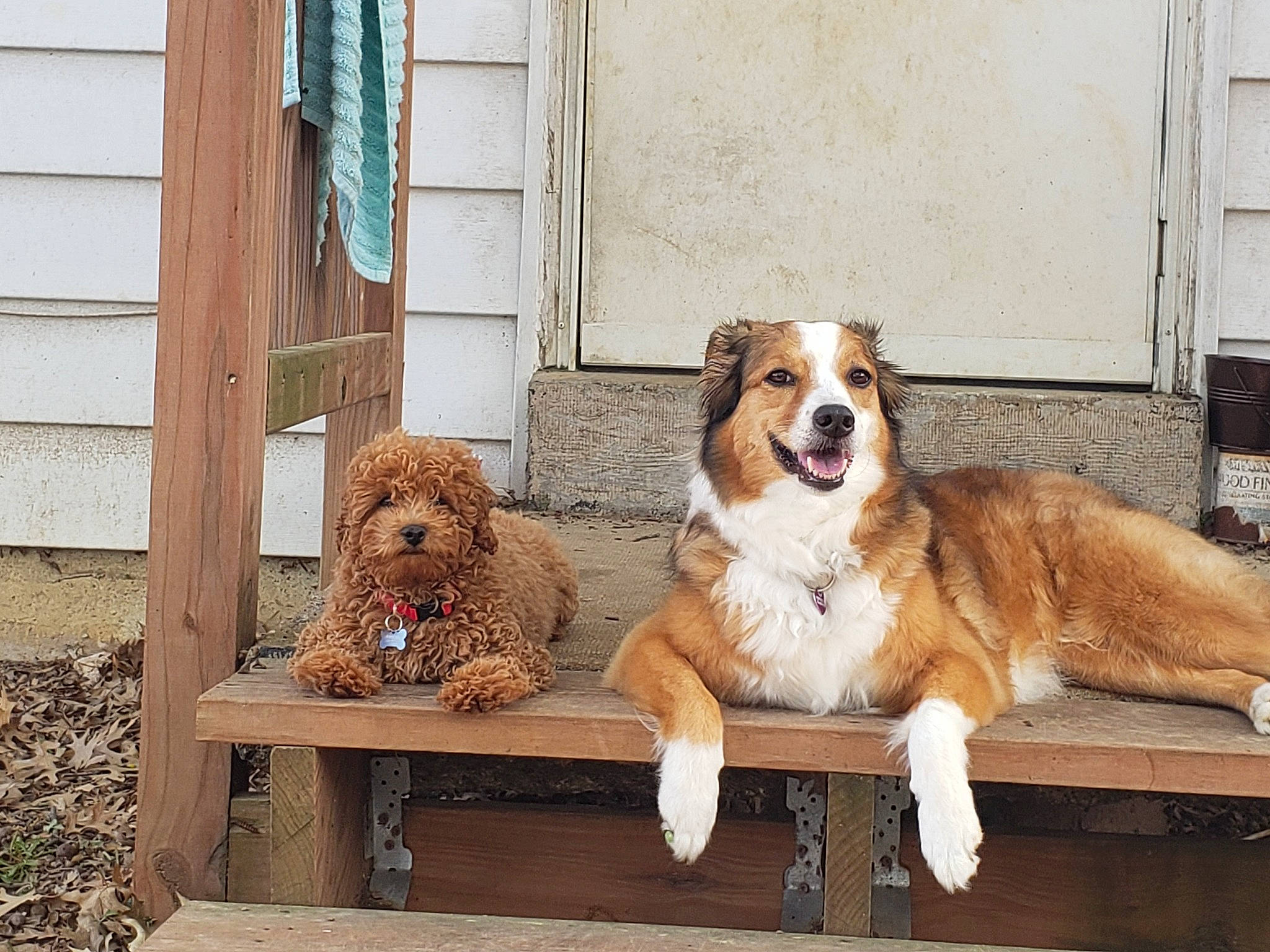 Sadie is registered to the contest to win money with this photo: art, bored, canidae, carnivore, chair, companion_dog, dog, dog_breed, door, fawn, fur, house, liver, moscow_watchdog, porch, puppy, sporting_group, water_dog, wood, working_animal