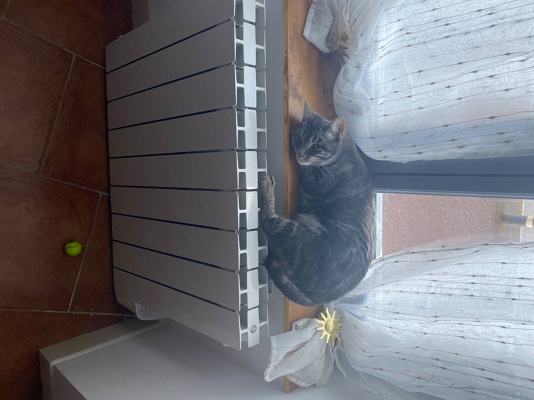 Cahuete a rejoint le concours — aidez-le/la à gagner de superbes lots ! carnivore, cat, comfort, composite_material, domestic_short_haired_cat, door, felidae, floor, flooring, grey, hardwood, house, mammal, pet_supply, small_to_medium_sized_cats, stairs, tail, vertebrate, whiskers, wood