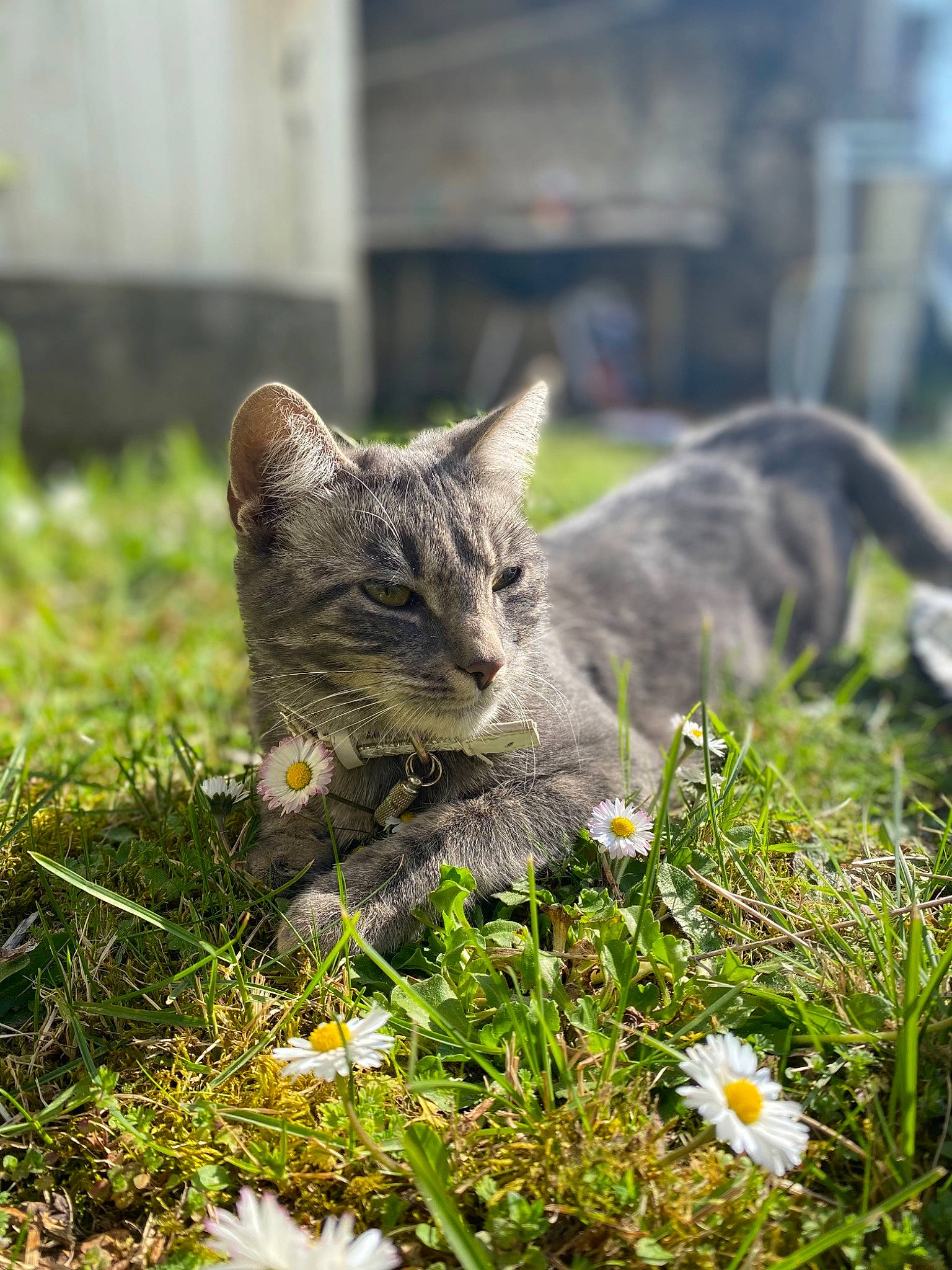 Cahuete participe au concours pour gagner de l'argent avec cette photo : carnivore, cat, domestic_short_haired_cat, fawn, felidae, flower, fur, grass, grey, groundcover, lawn, leaf, nature, plant, small_to_medium_sized_cats, snout, tail, terrestrial_animal, vegetation, whiskers