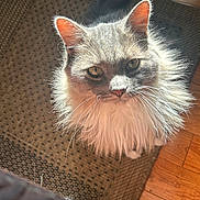 Leo joined the competition — help win amazing prizes! cat, fluffy, long_hair, pet, indoor, looking_up, sunlight, whiskers, ears, feline, curious, animal, domestic_cat, floor, wood_floor, rug, close_up, muzzle, tail, home