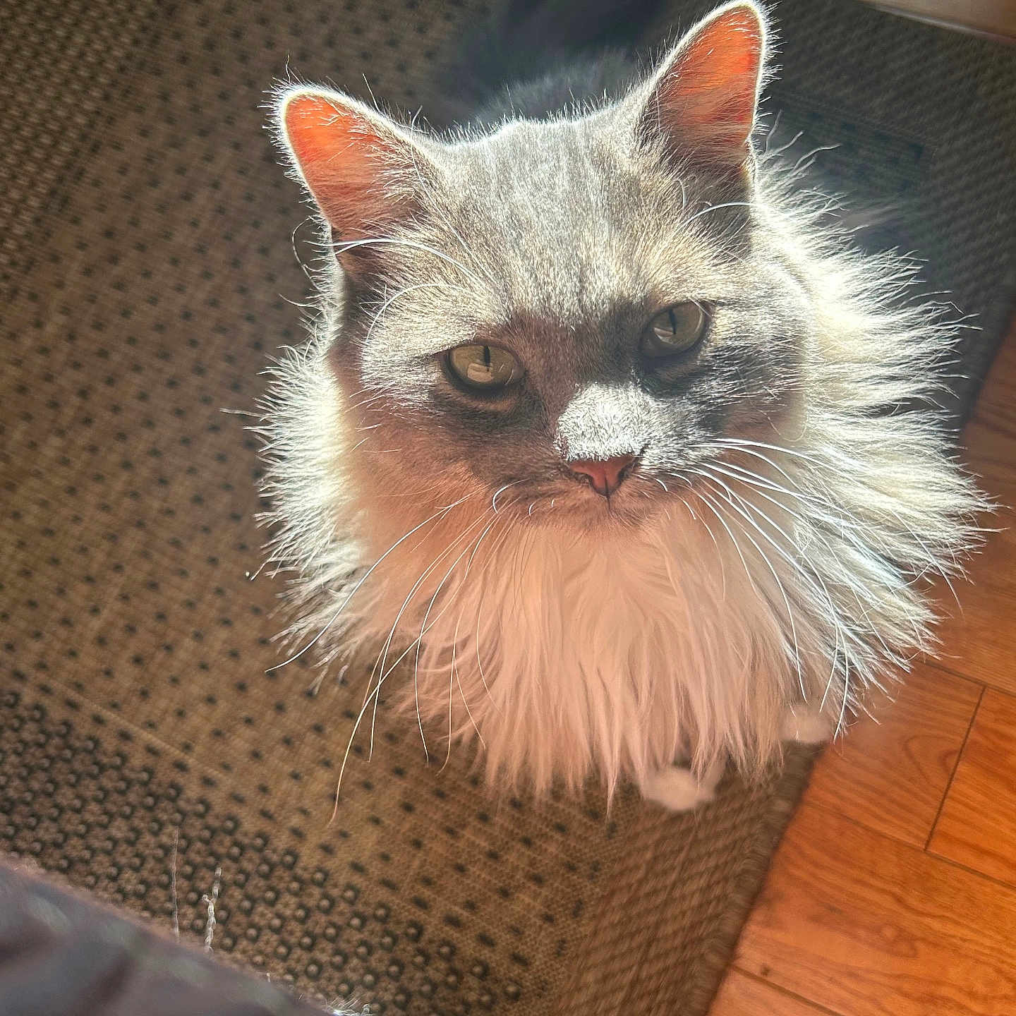 Leo