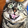 cat, tabby, green_eyes, open_mouth, teeth, whiskers, collar, bell, pet, feline, close_up, fur, striped, animal, indoor, looking_up, mouth_open, expression, alert, domestic_cat