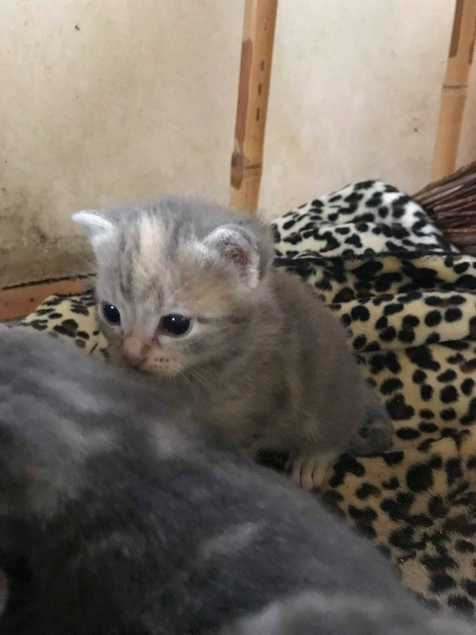 Gaïa a rejoint le concours — aidez-le/la à gagner de superbes lots ! carnivore, cat, comfort, domestic_short_haired_cat, fawn, felidae, fur, small_to_medium_sized_cats, tail, terrestrial_animal, whiskers, window, wood