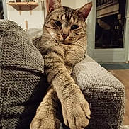 Tigrou participe au concours pour gagner de l'argent avec cette photo : abyssinian, animal, armchair, beanbag, blanket, cat, chair, chaise, couch, cushion, furniture, homedecor, kitten, manx, pet