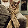 abyssinian, animal, armchair, beanbag, blanket, cat, chair, chaise, couch, cushion, furniture, homedecor, kitten, manx, pet