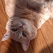 Oggy participe au concours pour gagner de l'argent avec cette photo : cat, feline, pet, orange_cat, lying_down, floor, wooden_floor, sunlight, whiskers, fur, relaxed, indoor, closeup, cute, animal, domestic_animal, paw, ear, face, sleepy