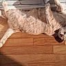 Oggy participe au concours pour gagner de l'argent avec cette photo : cat, orange_cat, feline, pet, animal, indoor, wooden_floor, sunlight, relaxed, lying_down, fur, whiskers, ears, tail, shadow, brick_wall, domestic_cat, cute, cozy, resting
