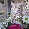 cat, flower, bouquet, indoor, curious, branch, white_flower, pink_flower, green_leaf, pet, animal, closeup, whiskers, yellow_eye, decor, room, wall, picture_frame, soft_light, nature