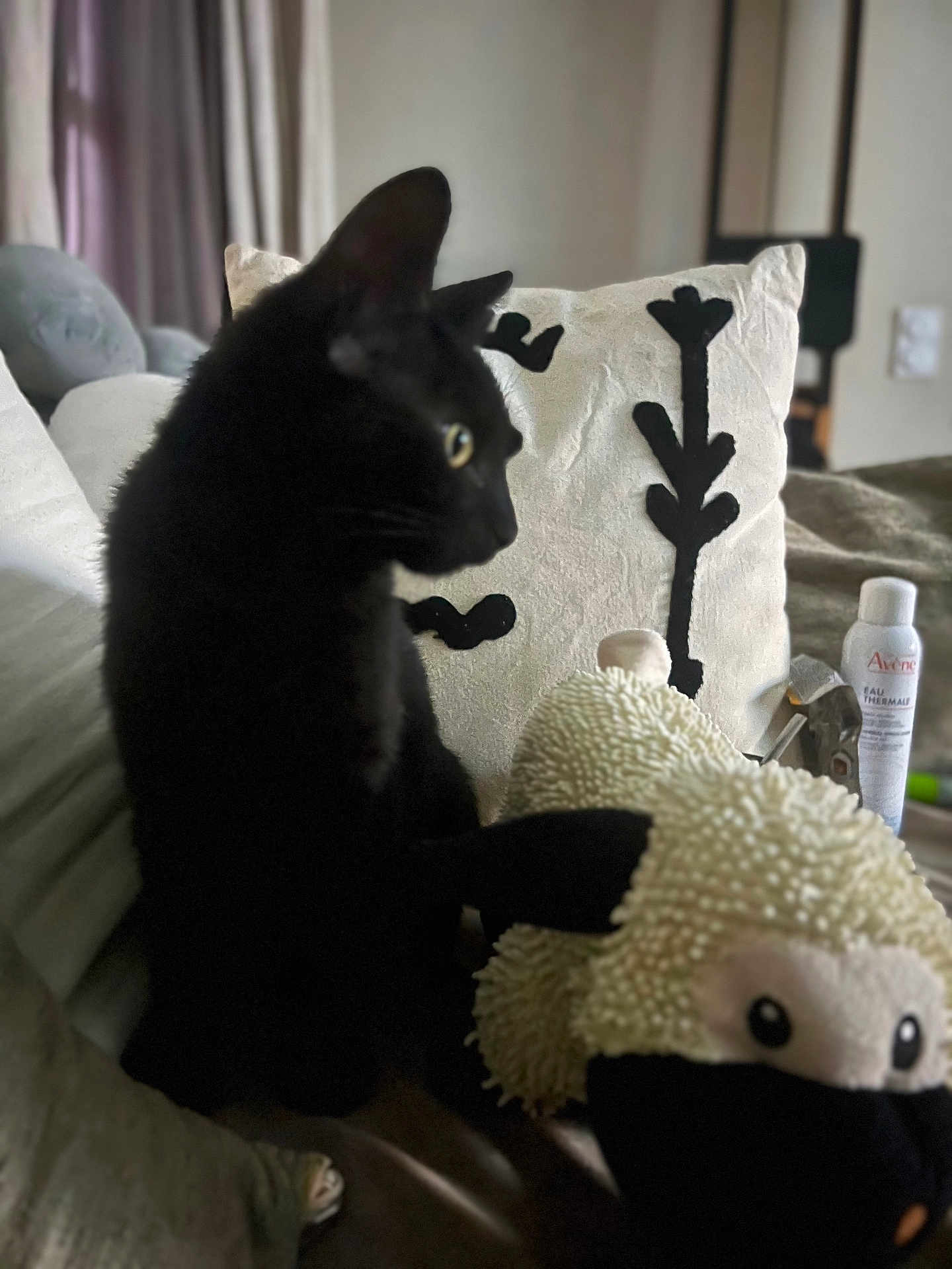 Figaro a rejoint le concours — aidez-le/la à gagner de superbes lots ! black_cat, cat, stuffed_toy, sheep_toy, couch, pillow, indoor, decor, furniture, pet, animal, soft_toy, living_room, cozy, blurred_background, household_items, curtain, relaxing, domestic, feline