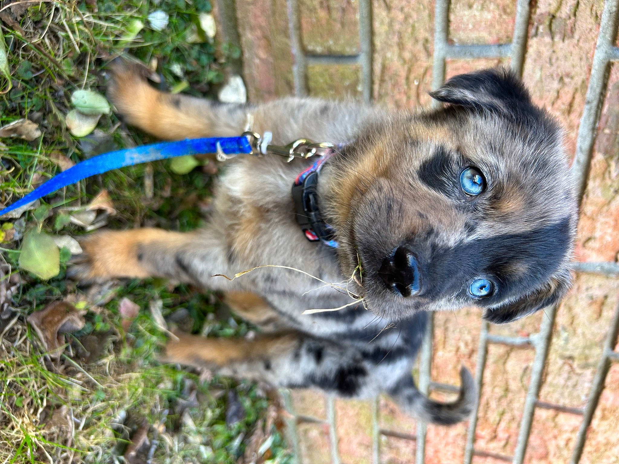 Juno is registered to the contest to win money with this photo: canidae, carnivore, collar, dog, dog_breed, dog_collar, fawn, fur, grass, leash, pet_supply, plant, snout, soil, sporting_group, tail, terrestrial_animal, whiskers, wood, working_animal