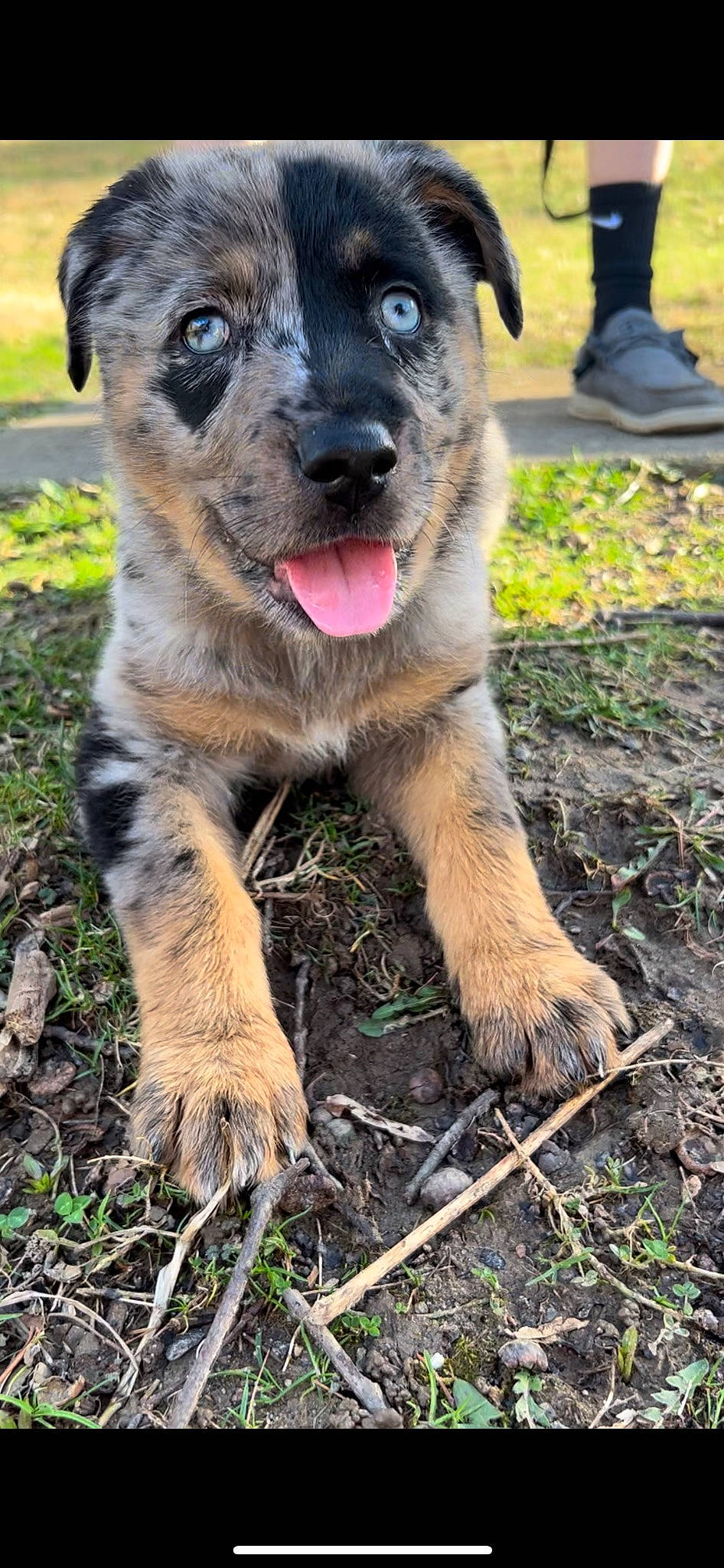 Juno is registered to the contest to win money with this photo: canidae, carnivore, collar, companion_dog, dog, dog_breed, fawn, fur, grass, guard_dog, herding_dog, plant, snout, soil, sporting_group, terrestrial_animal, walking_shoe, whiskers, working_animal, working_dog