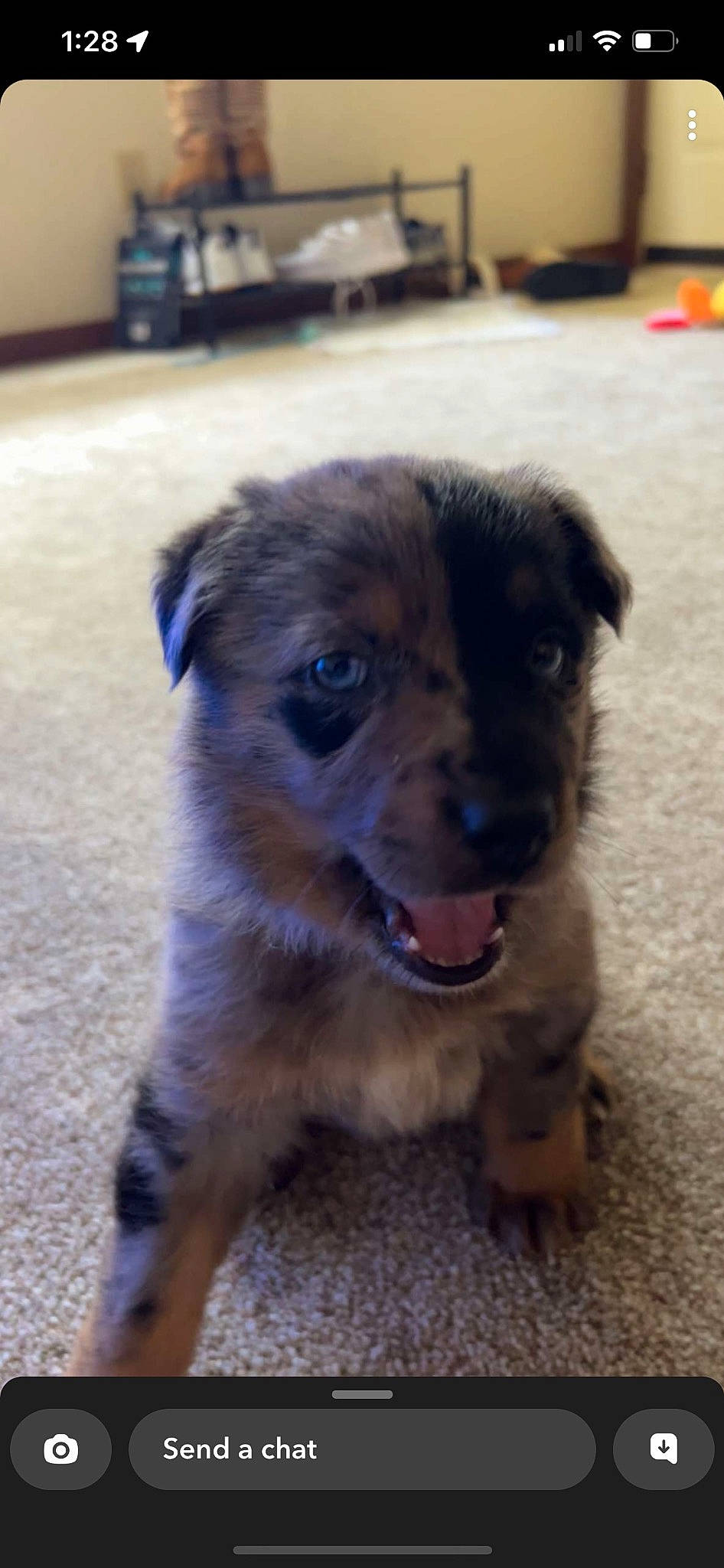 Juno joined the competition — help win amazing prizes! ancient_dog_breeds, canidae, carnivore, companion_dog, dog, dog_breed, fawn, fur, puppy, snout, sporting_group, street_dog, terrestrial_animal, whiskers, working_animal, working_dog