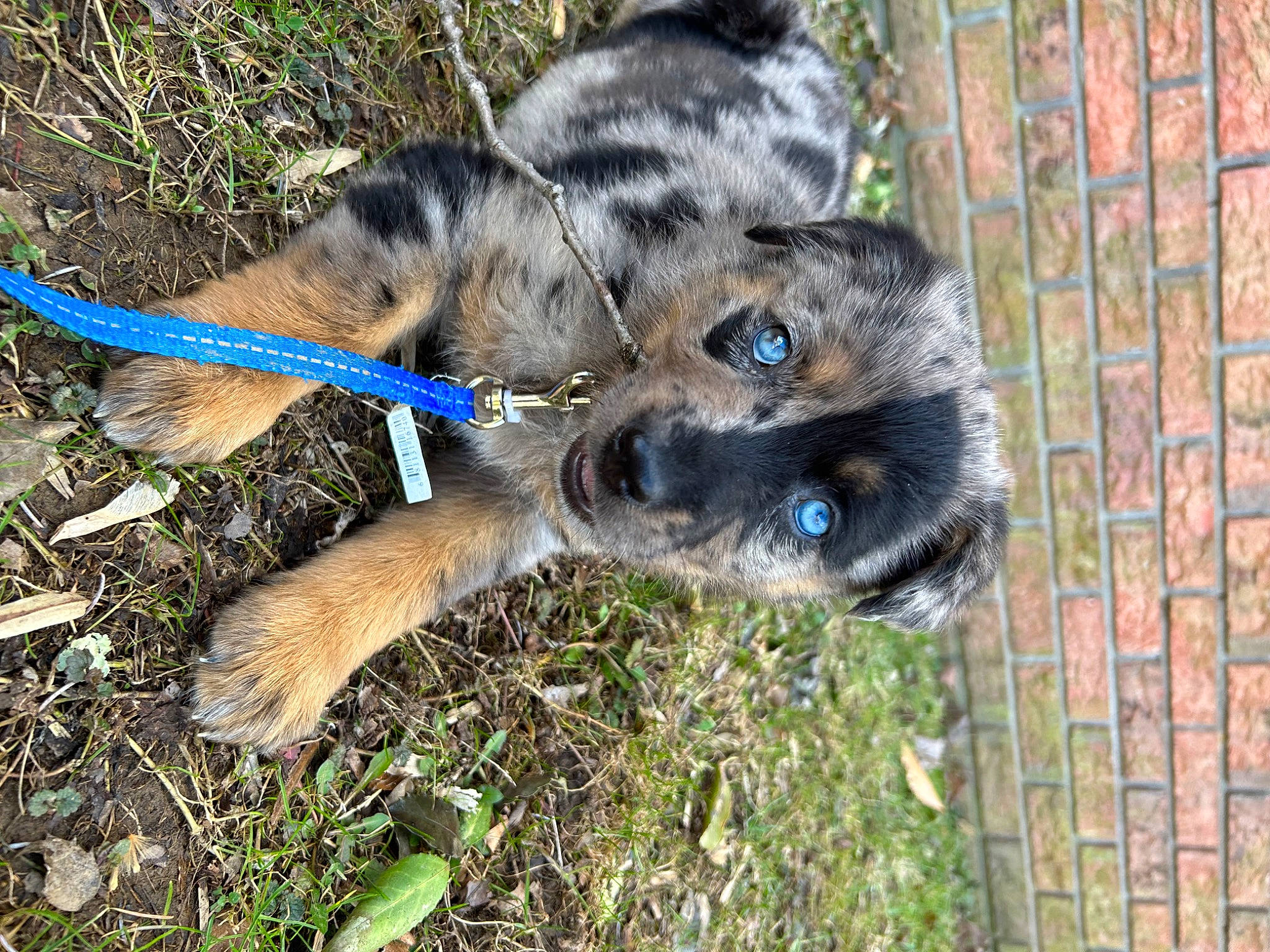 Juno joined the competition — help win amazing prizes! canidae, carnivore, claw, companion_dog, dog_breed, electric_blue, fawn, felidae, fur, grass, mesh, pet_supply, procyonidae, snout, sporting_group, tail, terrestrial_animal, whiskers, wildlife, working_animal