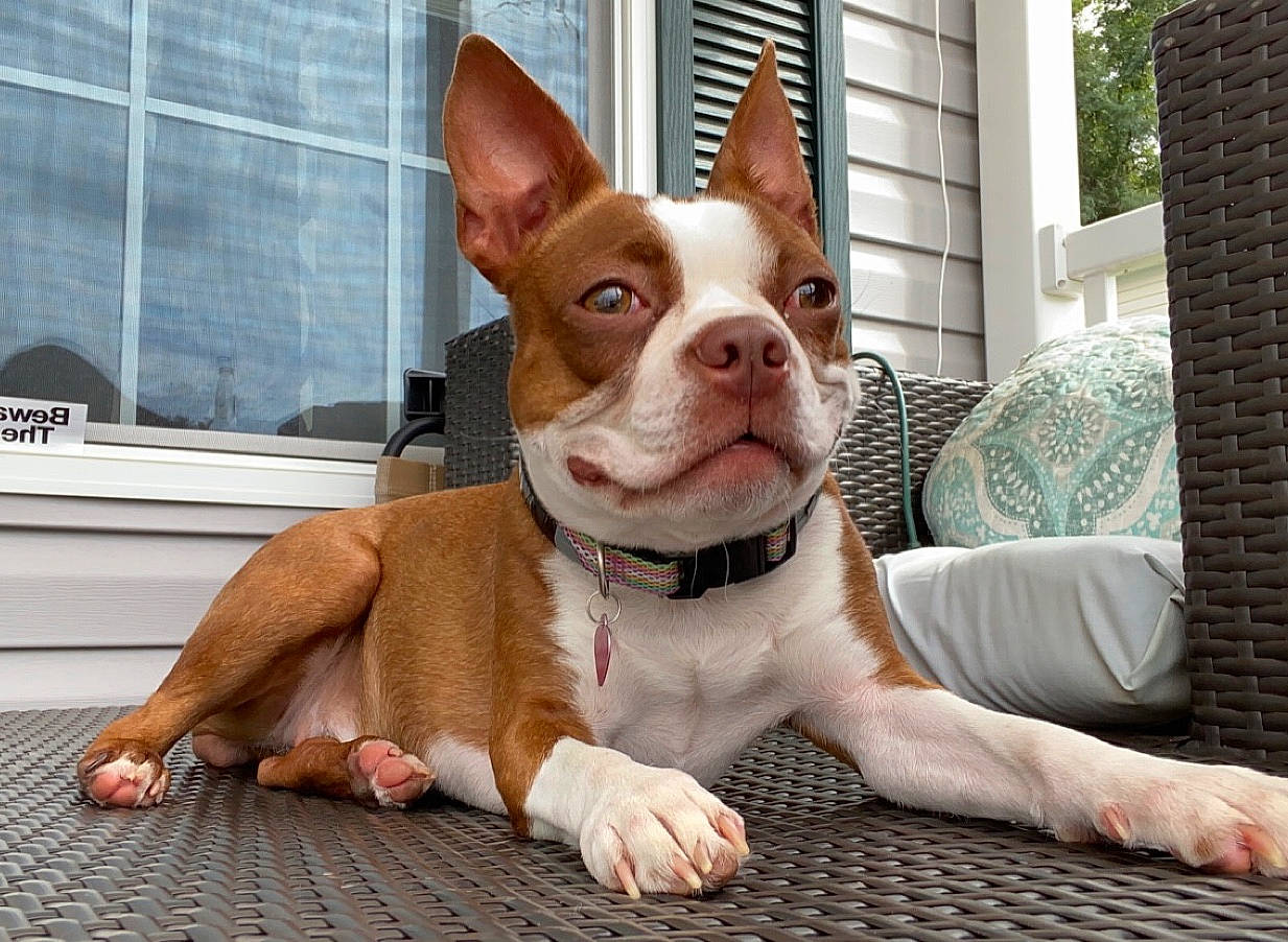 Myla is registered to the contest to win money with this photo: canidae, carnivore, chihuahua, collar, comfort, companion_dog, dog, dog_breed, dog_collar, ear, fawn, flooring, smile, snout, sporting_group, toy_dog, whiskers, window, wood, working_animal