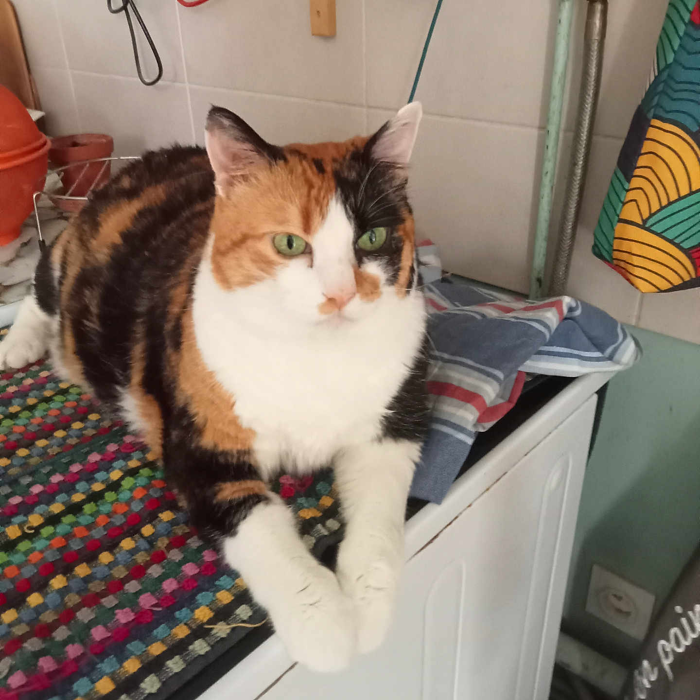 Nina participe au concours pour gagner de l'argent avec cette photo : abyssinian, accessories, animal, appliance, blanket, cat, closet, cupboard, device, electricaldevice, furniture, homedecor, indoors, interiordesign, laundry, manx, pet, rug, strap, washer