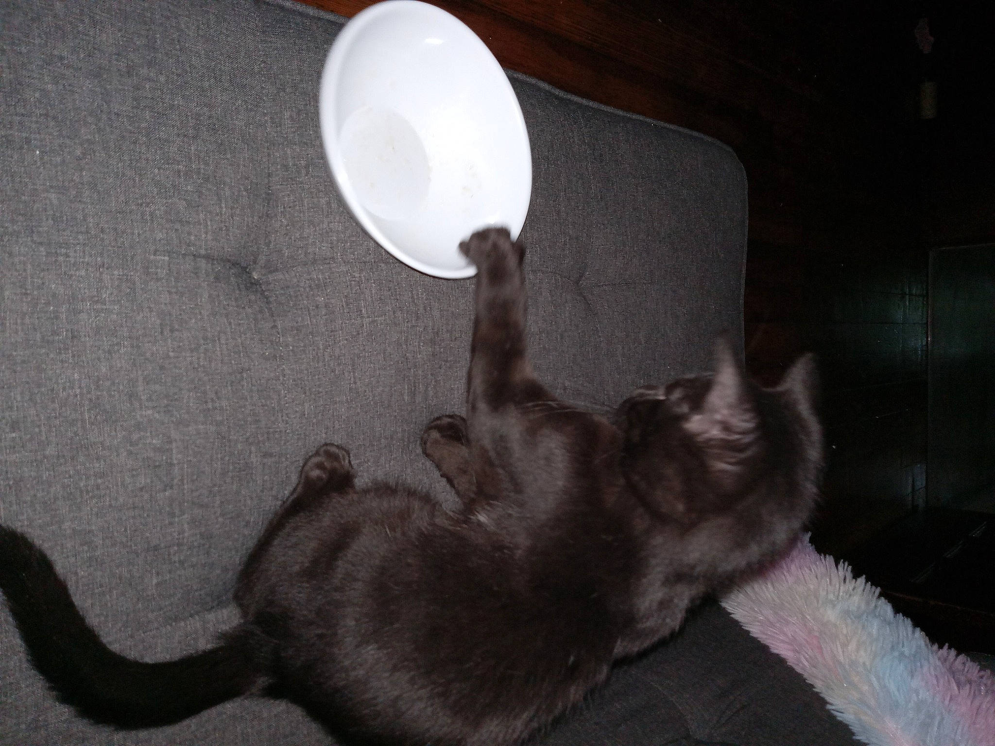 Buttons joined the competition — help win amazing prizes! black_cat, carnivore, cat, claw, comfort, darkness, domestic_short_haired_cat, felidae, fur, grey, lamp, monochrome, monochrome_photography, paw, room, small_to_medium_sized_cats, snout, tail, whiskers, white