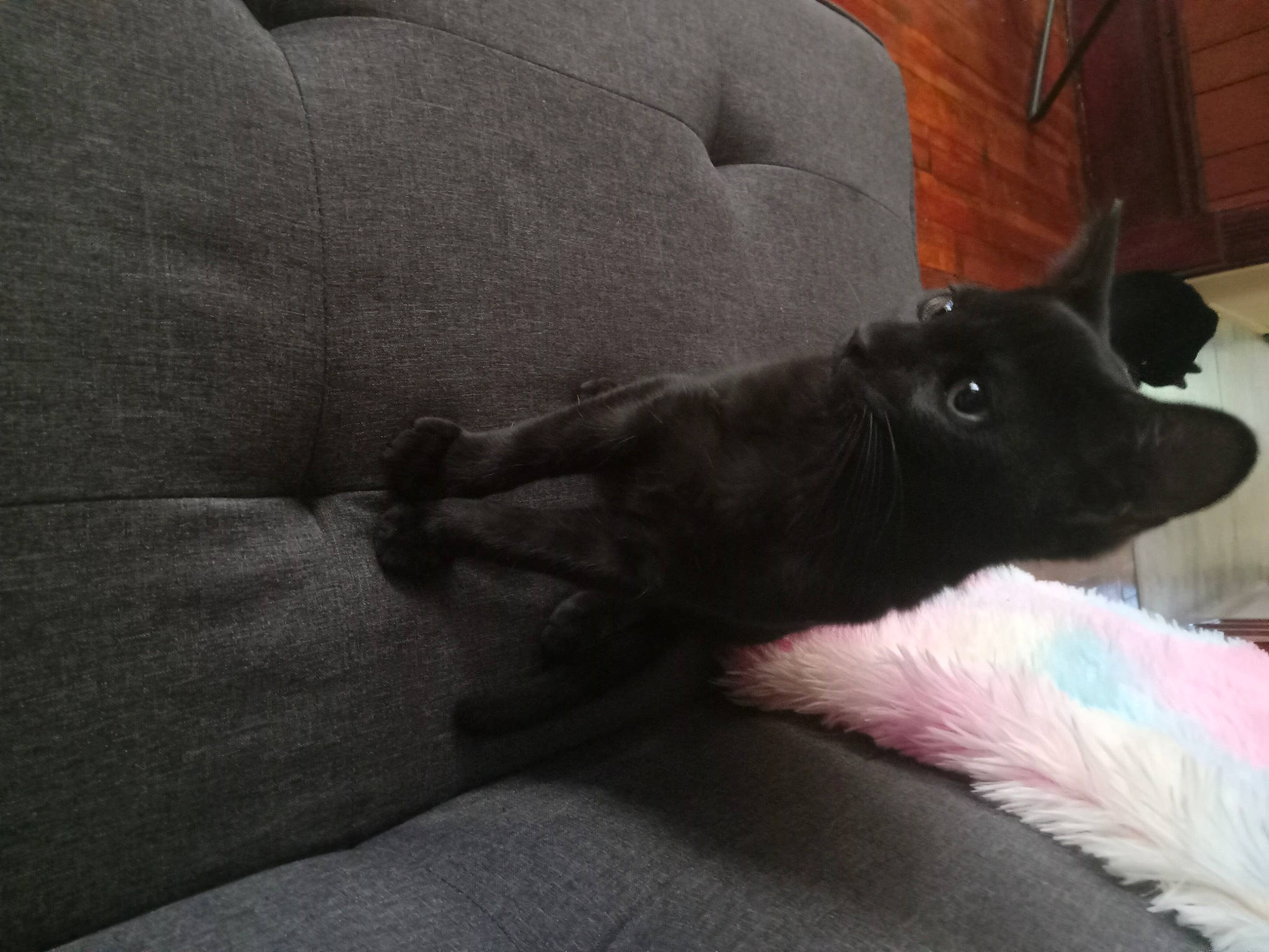 Buttons joined the competition — help win amazing prizes! carmine, carnivore, comfort, companion_dog, couch, dog, dog_breed, felidae, fur, grey, guard_dog, human_leg, linens, schipperke, snout, sporting_group, tail, tints_and_shades, whiskers, working_animal