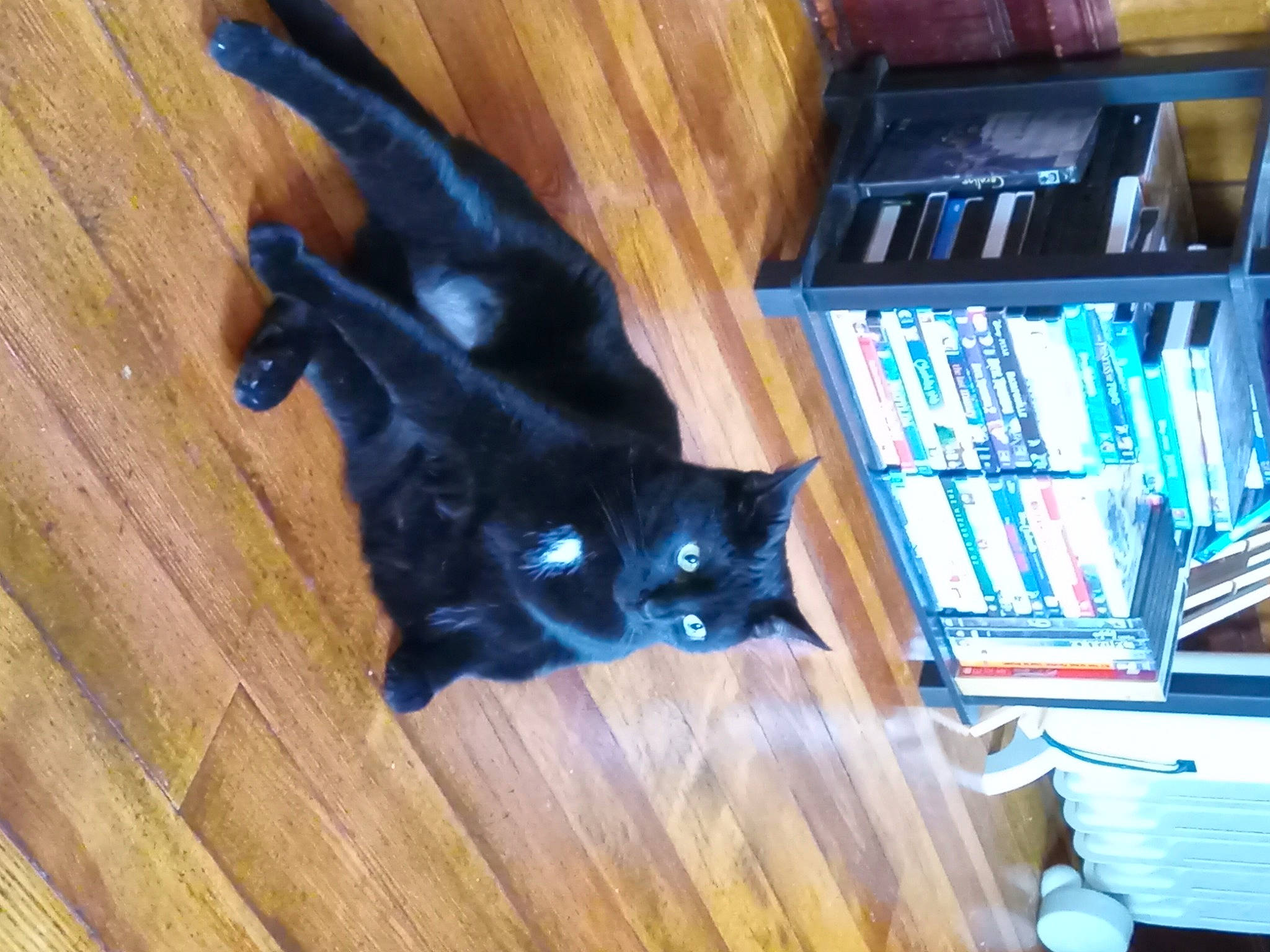 Midnight is registered to the contest to win money with this photo: black_cat, book, bookcase, carnivore, cat, domestic_short_haired_cat, electric_blue, felidae, floor, flooring, fur, hardwood, publication, shelf, shelving, small_to_medium_sized_cats, tail, whiskers, wood, wood_stain