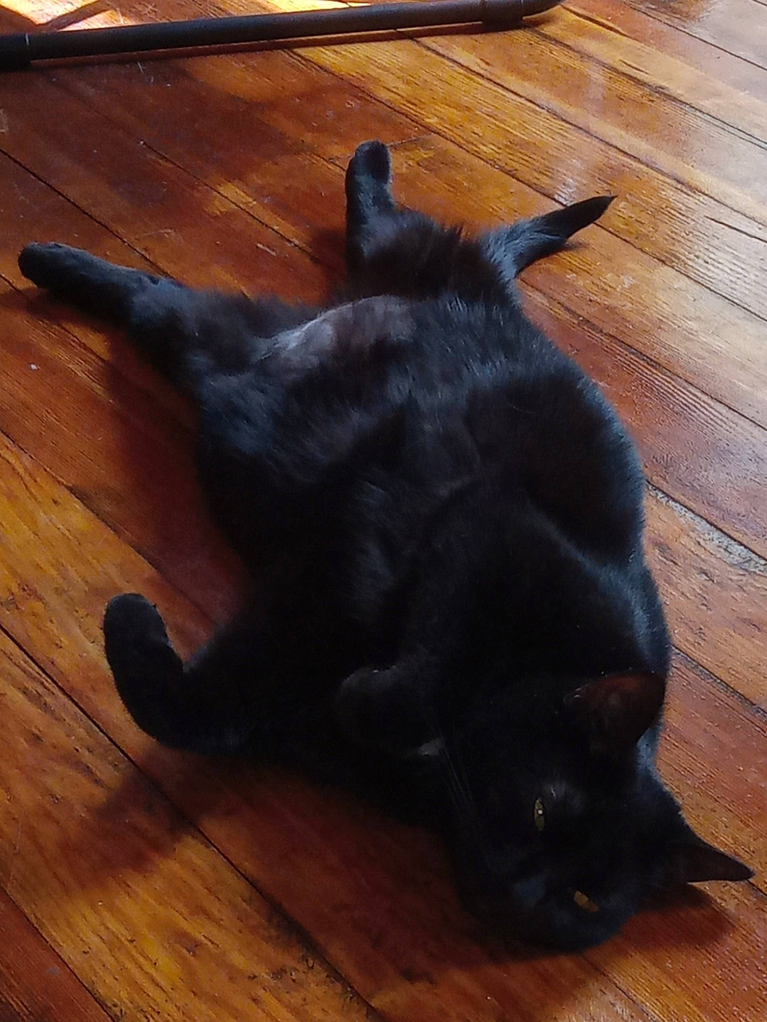 Midnight joined the competition — help win amazing prizes! black_cat, bombay, carnivore, cat, companion_dog, dog_breed, felidae, floor, flooring, hardwood, laminate_flooring, plank, small_to_medium_sized_cats, snout, tail, varnish, whiskers, wood, wood_flooring, wood_stain