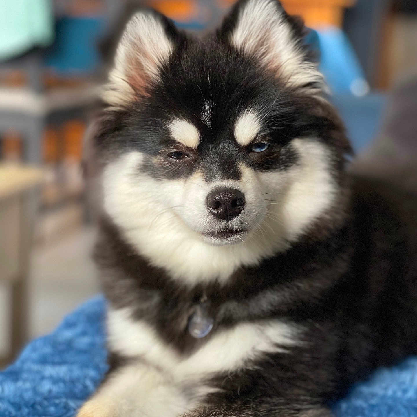 Aïka a rejoint le concours — aidez-le/la à gagner de superbes lots ! animal, black_and_white, blanket, closeup, collar, cozy, cute, dog, ears, fluffy, fur, furniture, home, indoor, lying_down, nose, paw, pet, portrait, relaxed