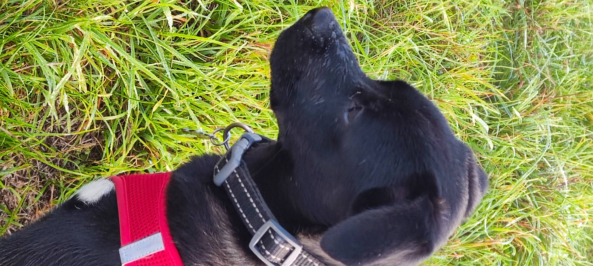 Buddy a rejoint le concours — aidez-le/la à gagner de superbes lots ! canidae, carnivore, collar, companion_dog, dog, dog_breed, dog_collar, dog_supply, fashion_accessory, fur, grass, leash, mammal, personal_protective_equipment, pet_supply, plant, snout, sporting_group, tree, working_animal