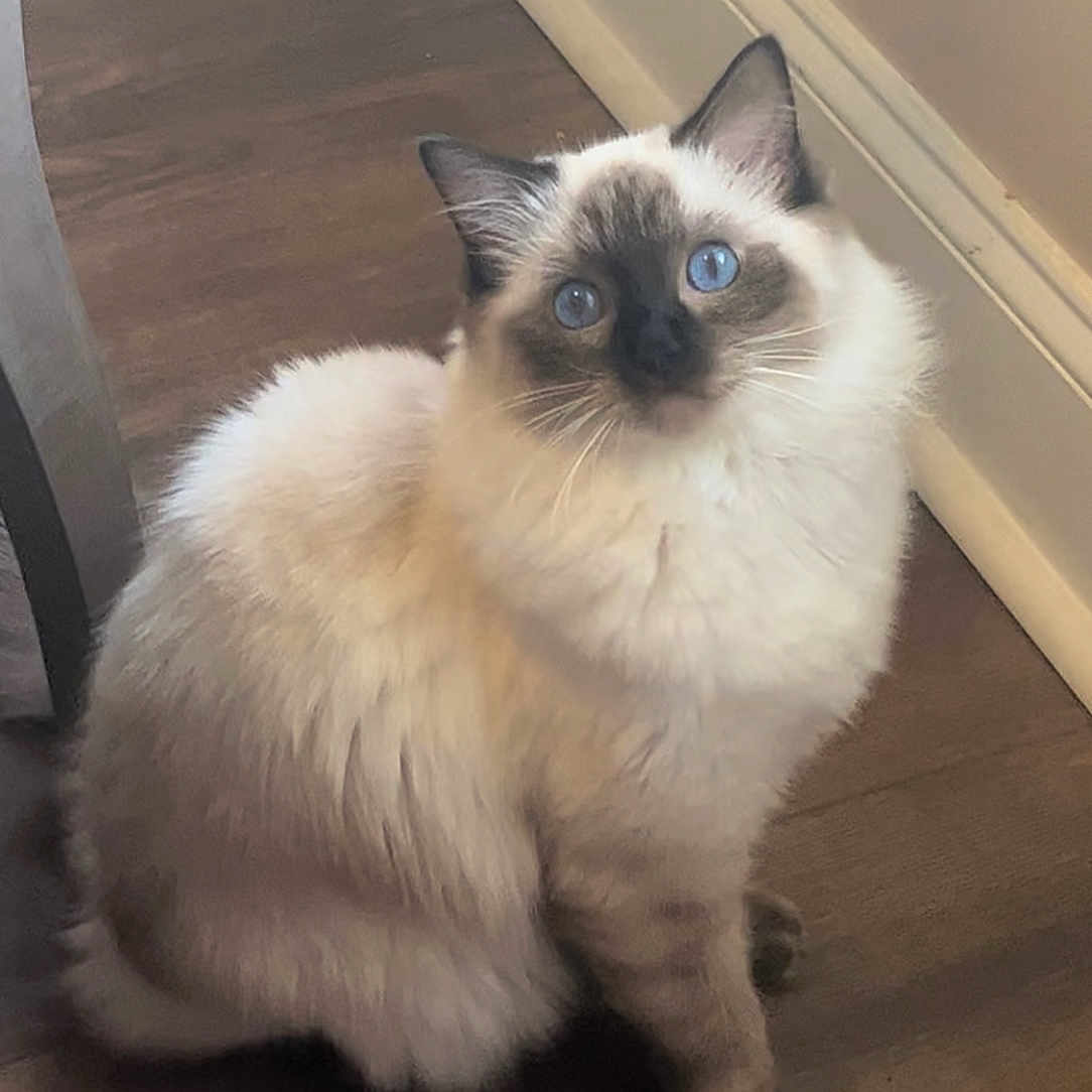 Jewel joined the competition — help win amazing prizes! cat, blue_eyes, fluffy, sitting, indoor, wooden_floor, wall, curious, pet, animal, feline, domestic_cat, cute, looking_up, whiskers, ears, paws, fur, home, quiet