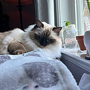Jewel is registered to the contest to win money with this photo: cat, fluffy, indoor, blanket, window, plant, lamp, cozy, resting, feline, soft_light, home, mason_jar, pet, fur, relaxing, animal, curtains, potted_plant, blue_eyes