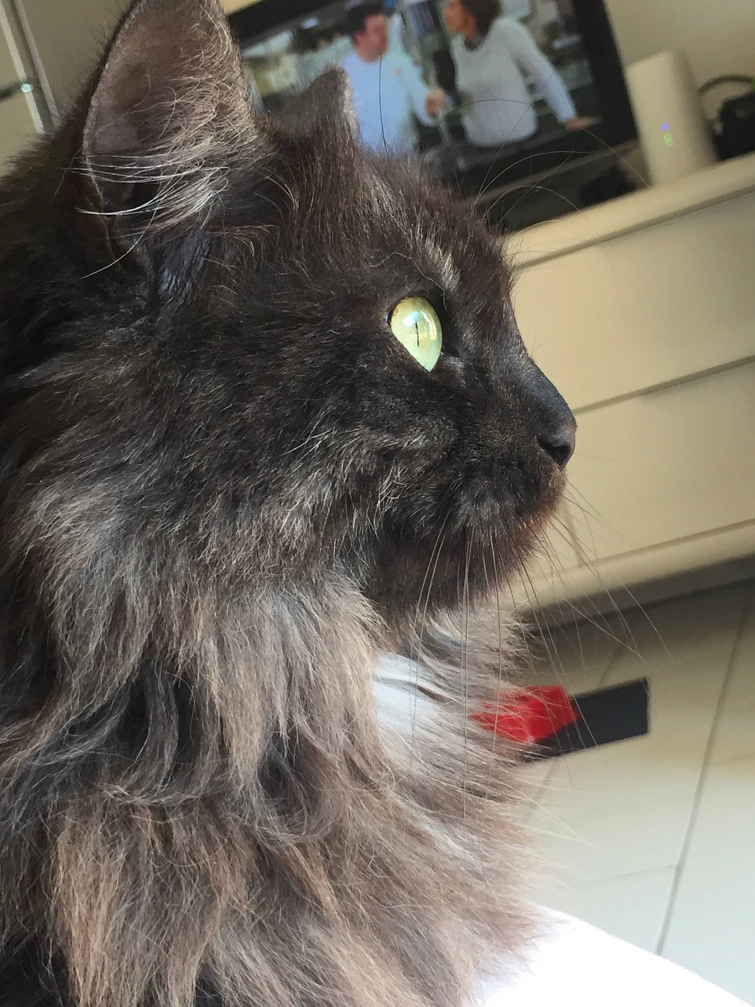 Elsy participe au concours pour gagner de l'argent avec cette photo : asian_semi_longhair, black_cat, british_longhair, carnivore, cat, domestic_long_haired_cat, ear, felidae, fur, maine_coon, mammal, nebelung, norwegian_forest_cat, ragamuffin, small_to_medium_sized_cats, snout, whiskers