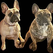Bella Et Samba participe au concours pour gagner de l'argent avec cette photo : dog, french_bulldog, pet, animal, canine, sitting, friendship, paw_touch, cute, companion, domestic_animal, fur, ears, snout, collar, brown, brindle, tan, portrait, isolated