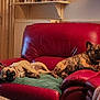 Bella Et Samba participe au concours pour gagner de l'argent avec cette photo : dog, french_bulldog, couch, red_leather, living_room, pet, relaxing, indoor, animal, canine, fur, two_dogs, resting, domestic, companion, household, furniture, cozy, laying_down, alert