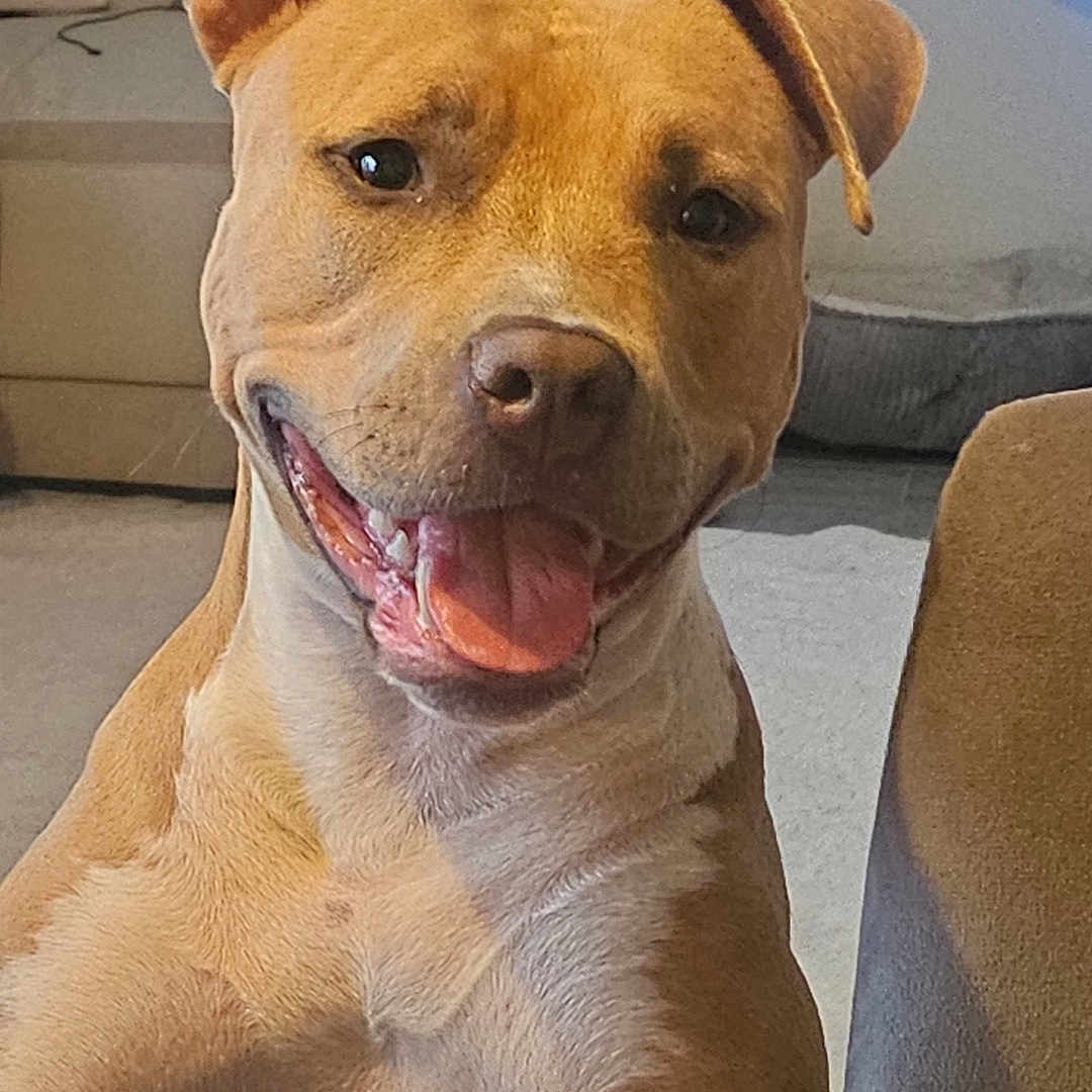 Amandine Aissaoui a rejoint le concours — aidez-le/la à gagner de superbes lots ! animal, brown_dog, canine, close_up, companion, cute, dog, domestic_animal, ear_flop, friendly, furniture, happy, indoor, living_room, mammal, paw, pet, playful, smiling, tongue_out