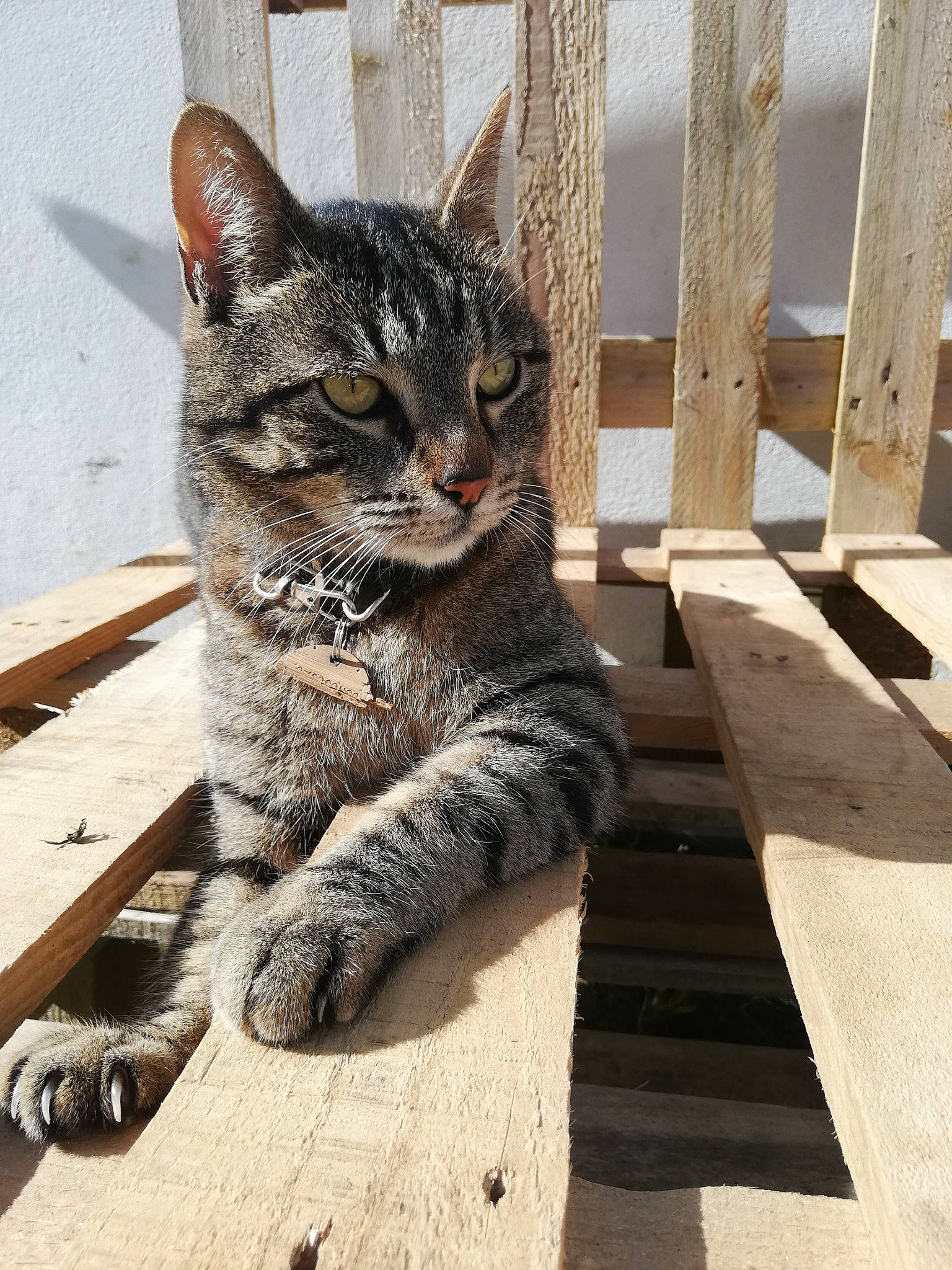 Masha participe au concours pour gagner de l'argent avec cette photo : carnivore, cat, claw, domestic_short_haired_cat, eye, felidae, flooring, foot, fur, grey, paw, road_surface, sitting, small_to_medium_sized_cats, snout, tail, terrestrial_animal, whiskers, window, wood