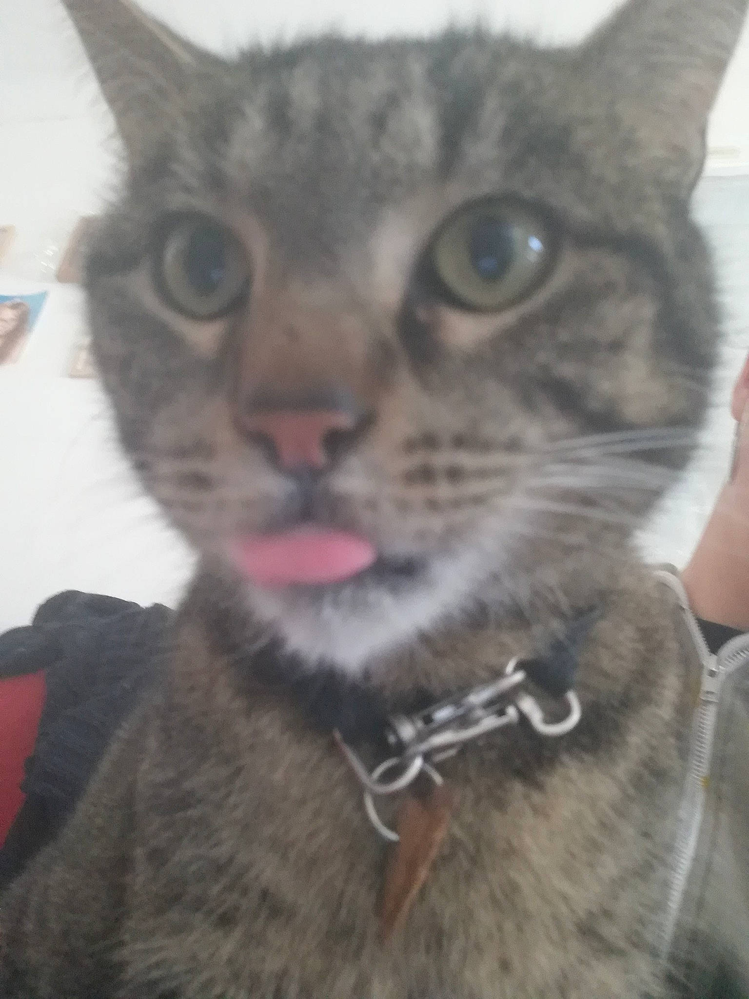 Masha participe au concours pour gagner de l'argent avec cette photo : carnivore, cat, domestic_short_haired_cat, felidae, fur, photo_caption, small_to_medium_sized_cats, snout, terrestrial_animal, whiskers, wildlife